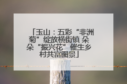 玉山：五彩“非洲菊”绽放横街镇 朵朵“振兴花”催生乡村共富图景