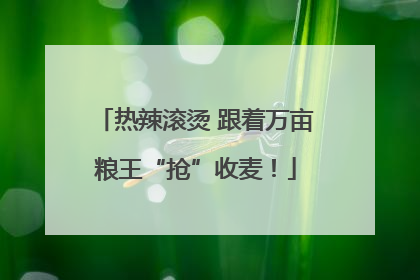 热辣滚烫 跟着万亩粮王“抢”收麦！