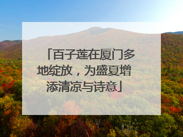 百子莲在厦门多地绽放，为盛夏增添清凉与诗意