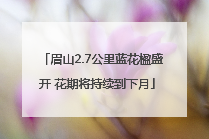 眉山2.7公里蓝花楹盛开 花期将持续到下月