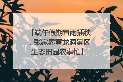 端午假期冒雨插秧，张家界黄龙洞景区生态田园农事忙