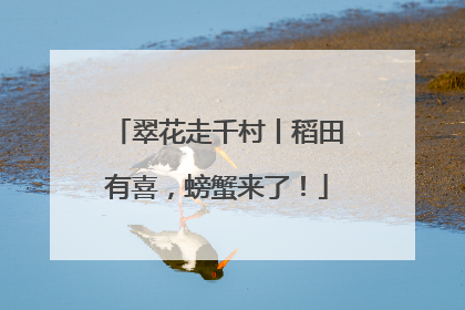 翠花走千村丨稻田有喜，螃蟹来了！