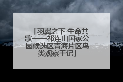 羽翼之下 生命共歌——祁连山国家公园候选区青海片区鸟类观察手记
