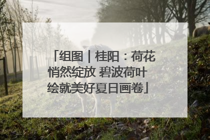 组图｜桂阳：荷花悄然绽放 碧波荷叶绘就美好夏日画卷