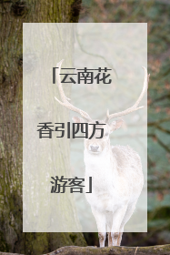 云南花香引四方游客