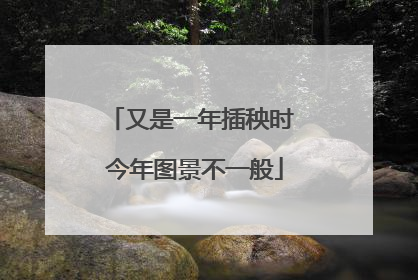 又是一年插秧时 今年图景不一般