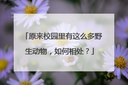 原来校园里有这么多野生动物，如何相处？