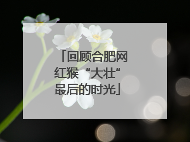 回顾合肥网红猴“大壮”最后的时光