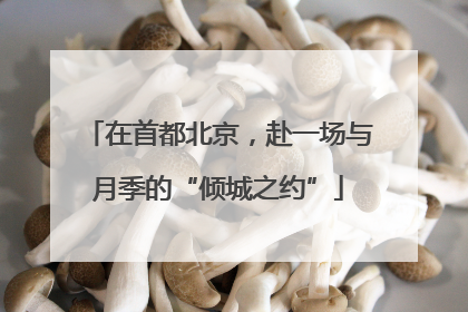 在首都北京，赴一场与月季的“倾城之约”