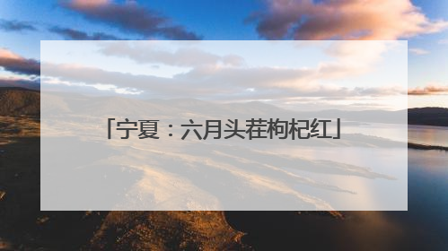 宁夏：六月头茬枸杞红