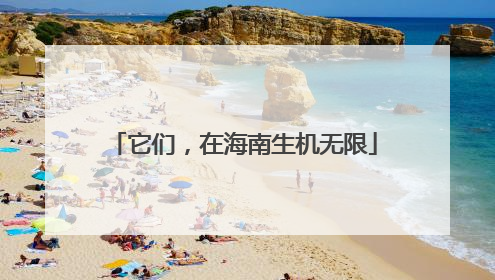 它们，在海南生机无限