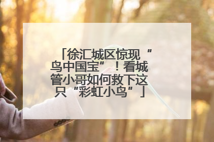 徐汇城区惊现“鸟中国宝”！看城管小哥如何救下这只“彩虹小鸟”