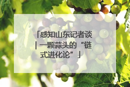 感知山东记者谈｜一颗蒜头的“链式进化论”