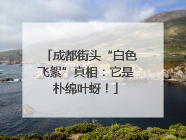 成都街头“白色飞絮”真相：它是朴绵叶蚜！