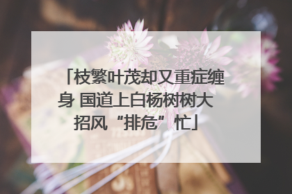 枝繁叶茂却又重症缠身 国道上白杨树树大招风“排危”忙