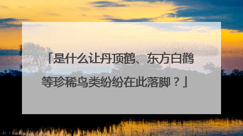是什么让丹顶鹤、东方白鹳等珍稀鸟类纷纷在此落脚？