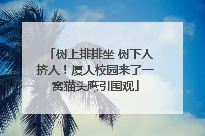 树上排排坐 树下人挤人！厦大校园来了一窝猫头鹰引围观