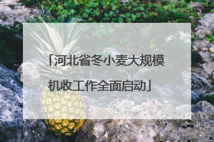 河北省冬小麦大规模机收工作全面启动