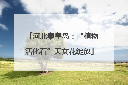 河北秦皇岛：“植物活化石”天女花绽放