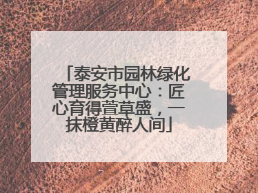 泰安市园林绿化管理服务中心：匠心育得萱草盛，一抹橙黄醉人间