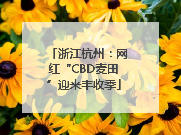 浙江杭州：网红“CBD麦田”迎来丰收季