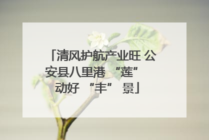 清风护航产业旺 公安县八里港 “莲” 动好 “丰” 景
