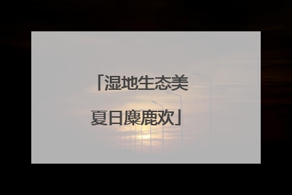 湿地生态美 夏日麋鹿欢