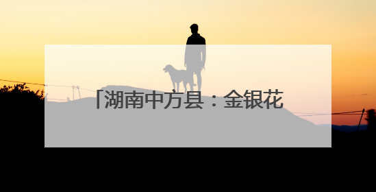 湖南中方县：金银花开“金银”来 特色产业赋能乡村振兴