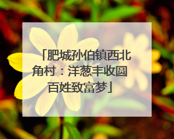 肥城孙伯镇西北角村：洋葱丰收圆百姓致富梦