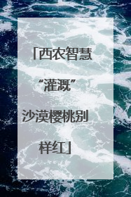 西农智慧“灌溉” 沙漠樱桃别样红