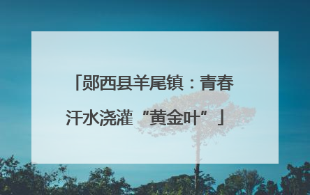 郧西县羊尾镇：青春汗水浇灌“黄金叶”