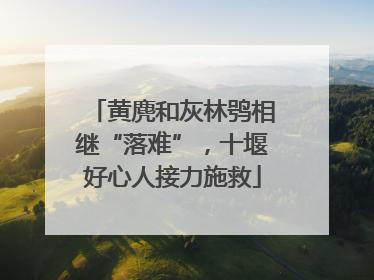 黄麂和灰林鸮相继“落难”，十堰好心人接力施救