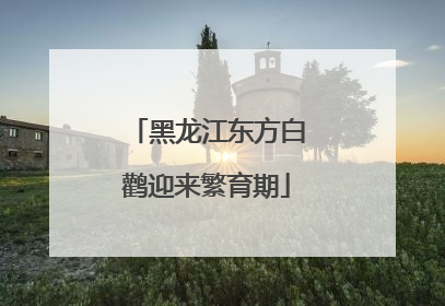 黑龙江东方白鹳迎来繁育期