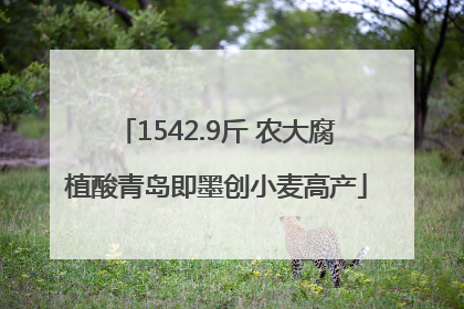1542.9斤 农大腐植酸青岛即墨创小麦高产